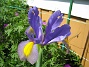 Iris  
  
2009-06-14 044