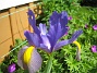 Iris  
  
2009-06-14 045