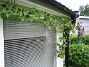 Blomsterkaprifol  
  
2009-06-14 076