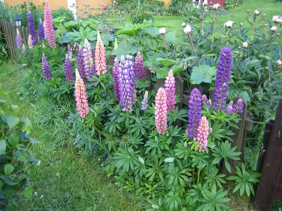 Lupiner  
  
2009-06-18 001  
Granudden  
Färjestaden  
Öland