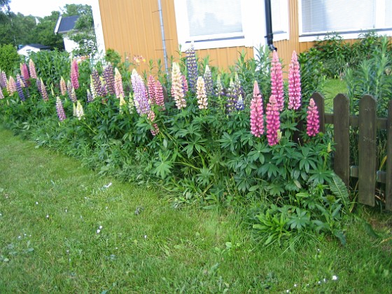 Lupiner  
  
2009-06-18 002  
Granudden  
Färjestaden  
Öland