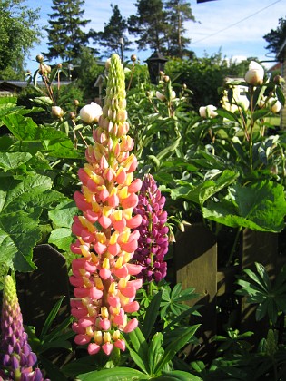 Lupiner  
  
2009-06-18 010  
Granudden  
Färjestaden  
Öland