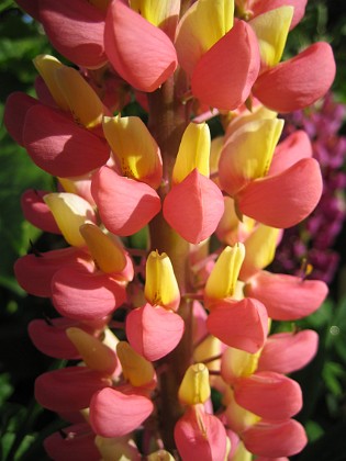 Lupiner  
  
2009-06-18 011  
Granudden  
Färjestaden  
Öland