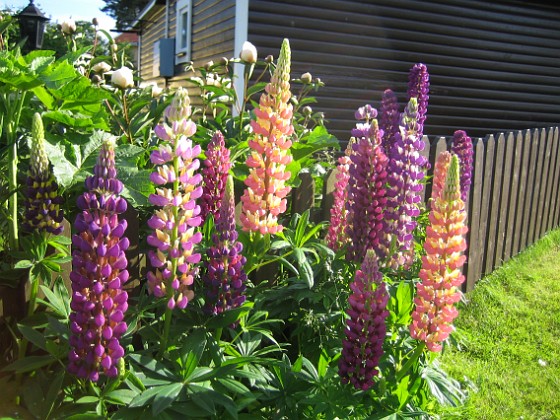 Lupiner  
  
2009-06-18 018  
Granudden  
Färjestaden  
Öland