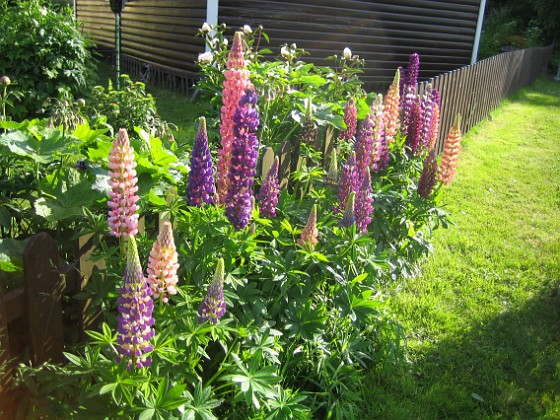 Lupiner  
  
2009-06-18 019  
Granudden  
Färjestaden  
Öland