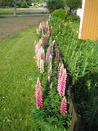 Lupiner  
  
2009-06-18 020  
Granudden  
Färjestaden  
Öland