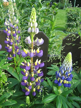 Lupiner  
  
2009-06-18 021  
Granudden  
Färjestaden  
Öland