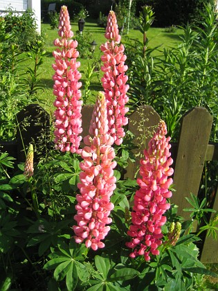 Lupiner  
  
2009-06-18 023  
Granudden  
Färjestaden  
Öland