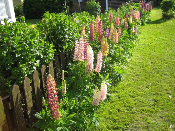 Lupiner  
  
2009-06-18 030  
Granudden  
Färjestaden  
Öland