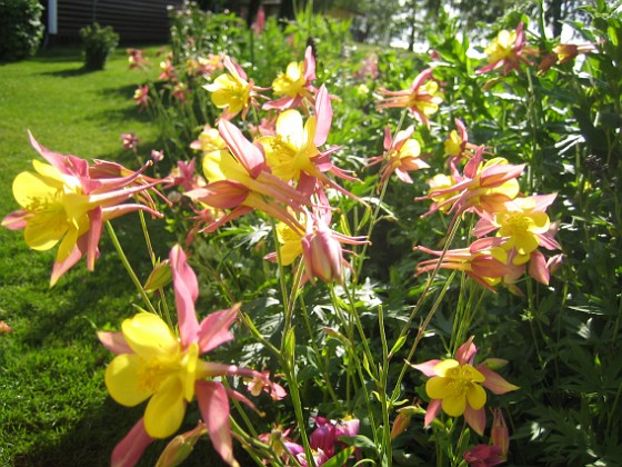 Akleja  
  
2009-06-18 059  
Granudden  
Färjestaden  
Öland