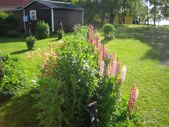 Akleja  
  
2009-06-18 060  
Granudden  
Färjestaden  
Öland