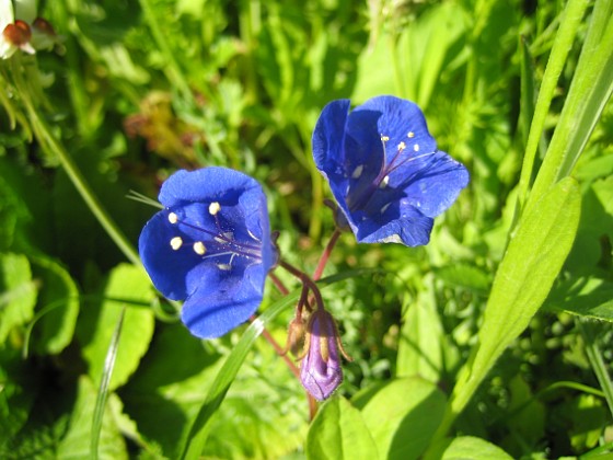 Klockfacelia  
  
2009-06-18 064  
Granudden  
Färjestaden  
Öland