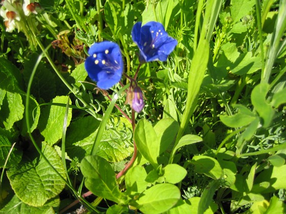 Klockfacelia  
  
2009-06-18 069  
Granudden  
Färjestaden  
Öland