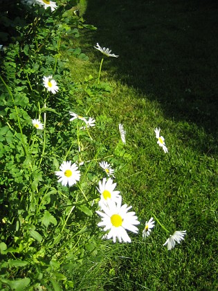 Prästkrage  
  
2009-06-18 084  
Granudden  
Färjestaden  
Öland