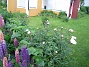 Lupiner  
  
2009-06-18 003