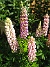 Lupiner  
  
2009-06-18 029