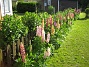 Lupiner  
  
2009-06-18 032