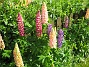 Lupiner  
  
2009-06-18 033