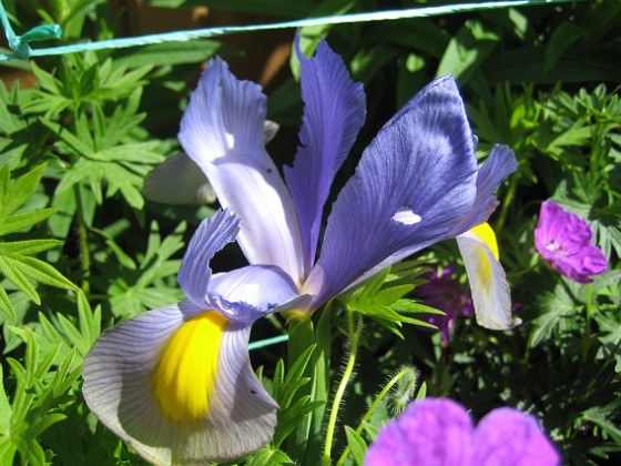 Iris  
  
2009-06-19 017  
Granudden  
Färjestaden  
Öland