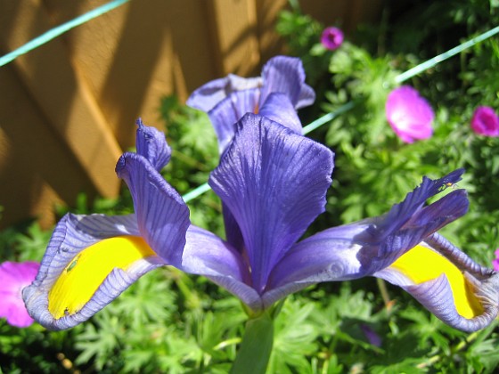 Iris  
  
2009-06-19 018  
Granudden  
Färjestaden  
Öland