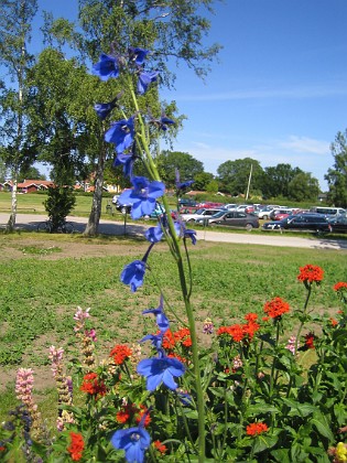 Riddarsporre  
  
2009-06-28 026  
Granudden  
Färjestaden  
Öland