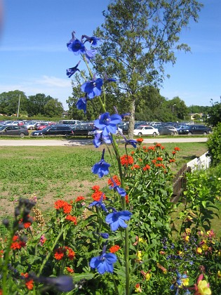 Riddarsporre  
  
2009-06-28 027  
Granudden  
Färjestaden  
Öland