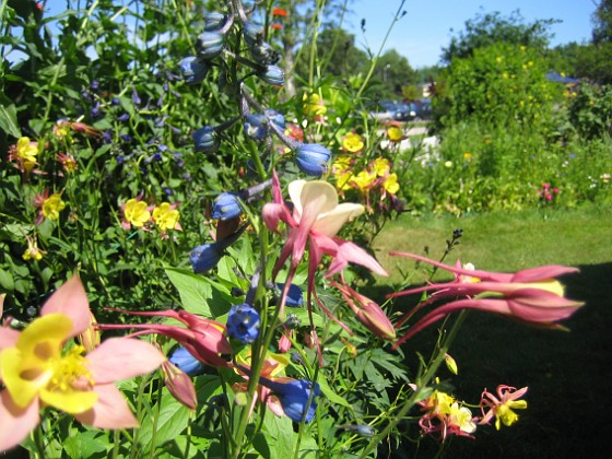 Akleja  
  
2009-06-28 028  
Granudden  
Färjestaden  
Öland