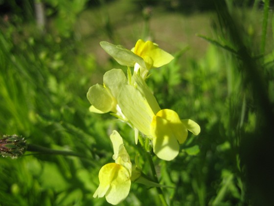   
2009-06-28 108  
Granudden  
Färjestaden  
Öland