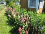 Lupiner  
  
2009-06-28 005