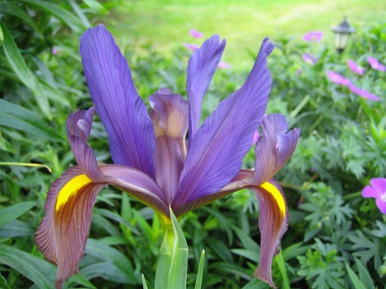 Iris {  } 