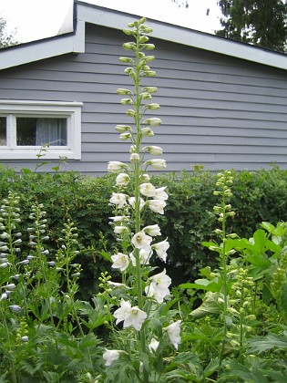 Riddarsporre  
  
2009-06-30 009  
Granudden  
Färjestaden  
Öland