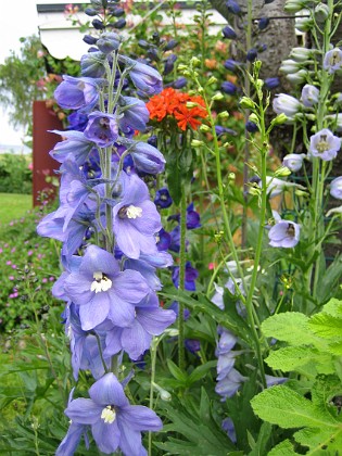 Riddarsporre  
  
2009-06-30 017  
Granudden  
Färjestaden  
Öland