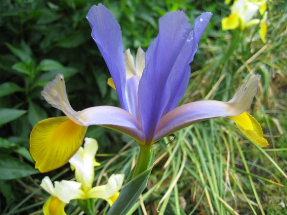 Iris  
  
2009-06-30 030  
Granudden  
Färjestaden  
Öland