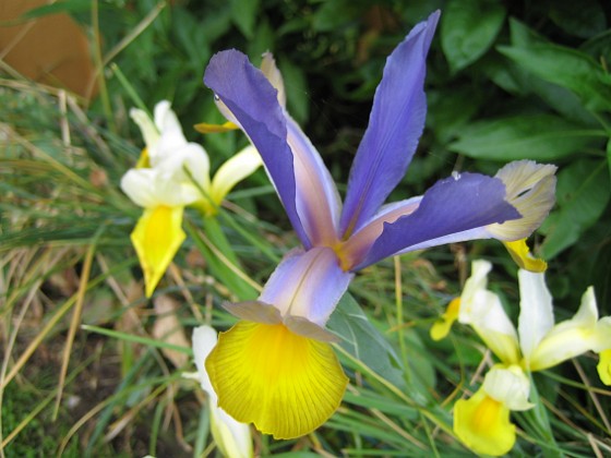 Iris  
  
2009-06-30 031  
Granudden  
Färjestaden  
Öland