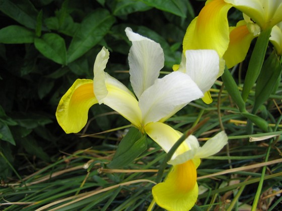 Iris  
  
2009-06-30 032  
Granudden  
Färjestaden  
Öland