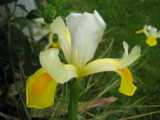 Iris