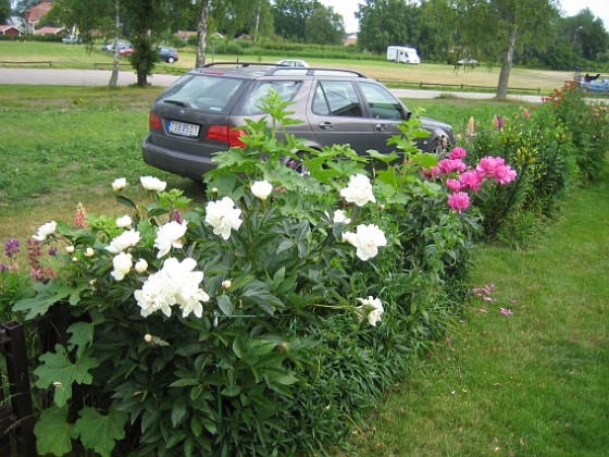 Pioner  
  
2009-06-30 036  
Granudden  
Färjestaden  
Öland