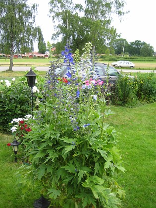 Riddarsporre  
  
2009-06-30 038  
Granudden  
Färjestaden  
Öland