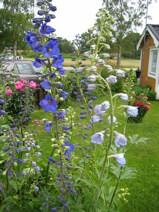 Riddarsporre  
  
2009-06-30 040  
Granudden  
Färjestaden  
Öland