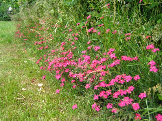 Backnejlika  
  
2009-06-30 054  
Granudden  
Färjestaden  
Öland