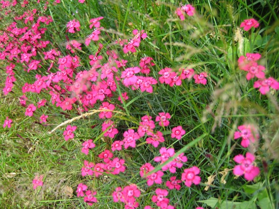 Backnejlika  
  
2009-06-30 055  
Granudden  
Färjestaden  
Öland