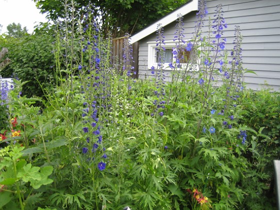 Riddarsporre  
  
2009-06-30 059  
Granudden  
Färjestaden  
Öland