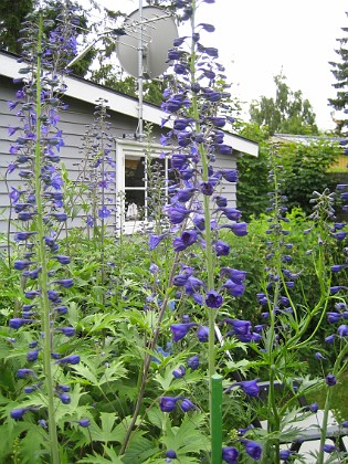 Riddarsporre  
  
2009-06-30 066  
Granudden  
Färjestaden  
Öland