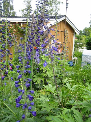 Riddarsporre  
  
2009-06-30 073  
Granudden  
Färjestaden  
Öland