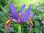 Iris  
  
2009-06-30 001