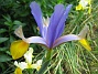 Iris  
  
2009-06-30 030