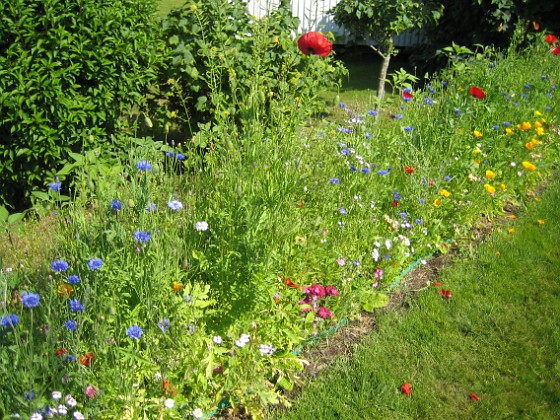 Bakgård  
  
2009-07-02 IMG_0020  
Granudden  
Färjestaden  
Öland