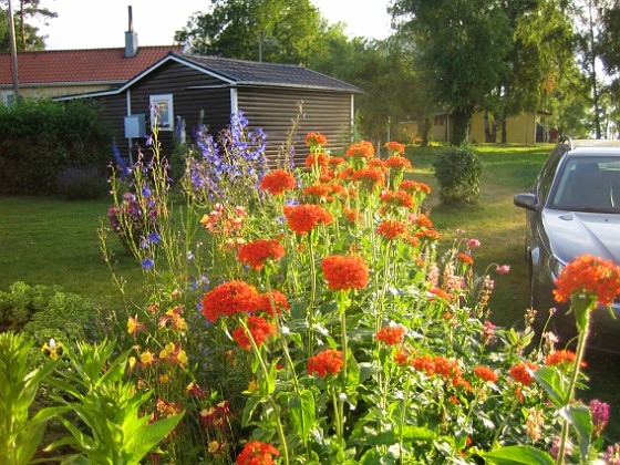 Studentnejlika  
  
2009-07-06 IMG_0081  
Granudden  
Färjestaden  
Öland