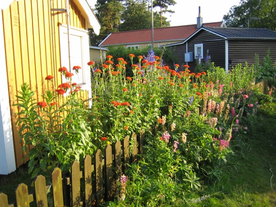 Studentnejlika  
  
2009-07-06 IMG_0086  
Granudden  
Färjestaden  
Öland