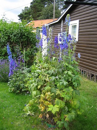 Rundel 3-4-5 
Här finns olika sorters Riddarsporrar och i bakgrunden Lavendel.